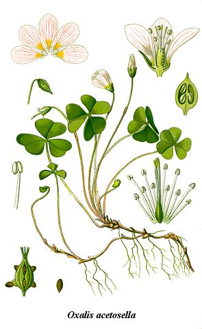 Oxalis acetosella